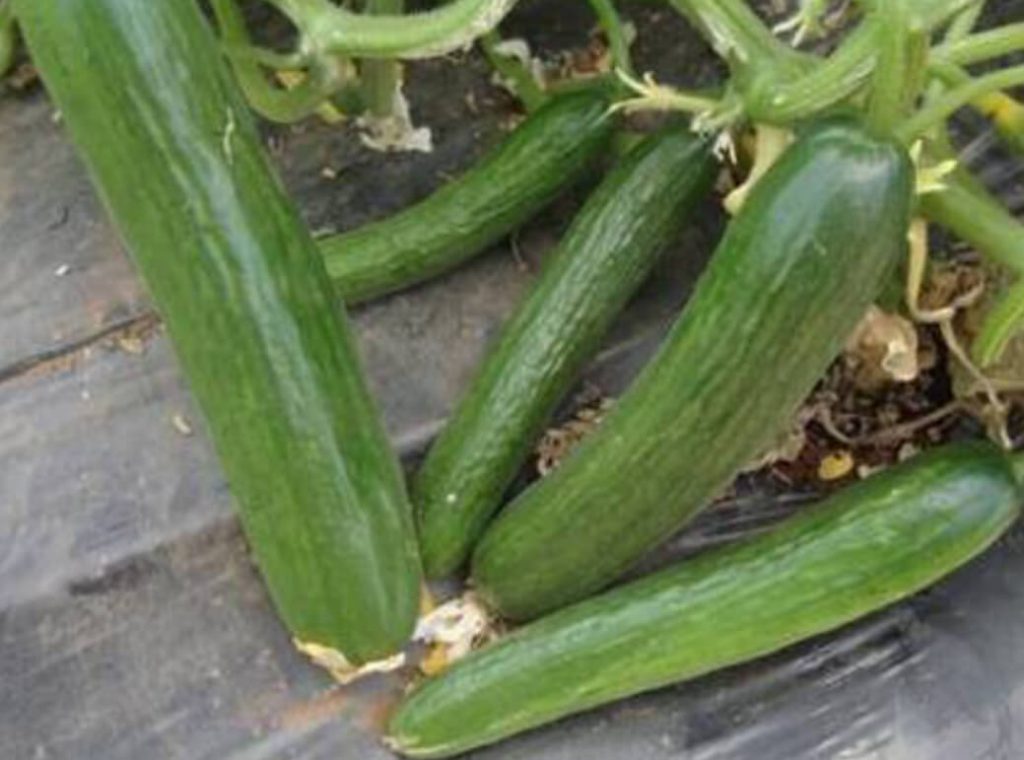 MAGSEEDS Cucumber hybrids 577