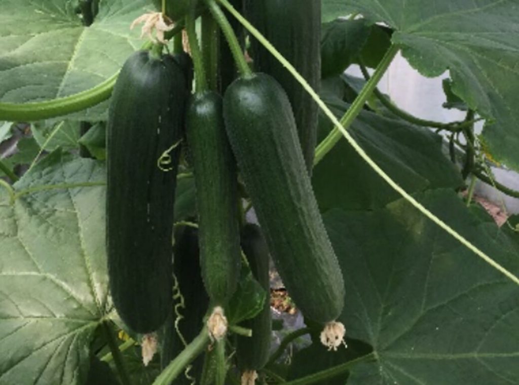MAGSEEDS Cucumber hybrids