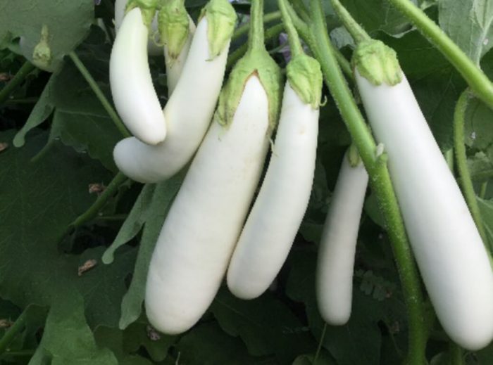 MAGSEEDS | Eggplant hybrids