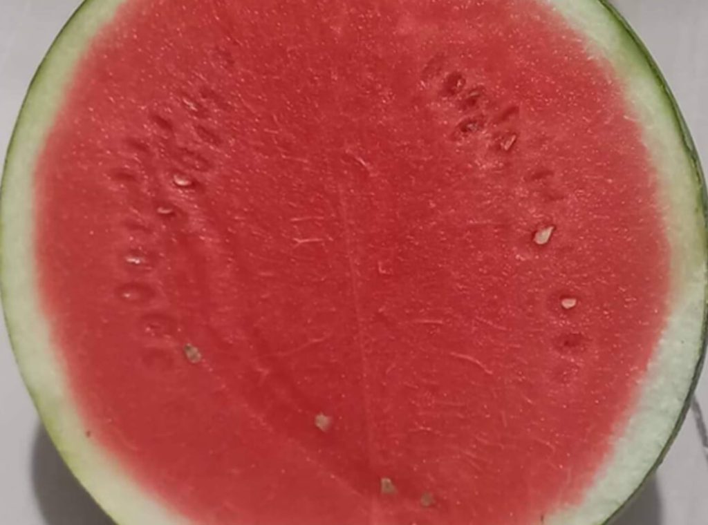 MAGSEEDS Mini Watermelon