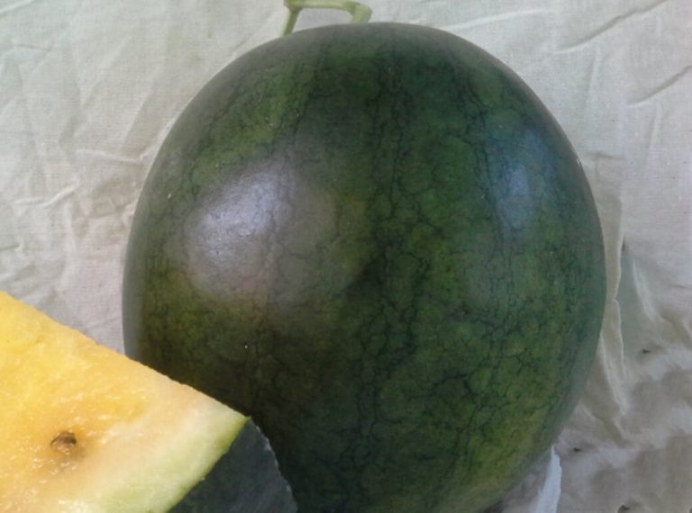 Modified Watermelon MAGSEEDS | Watermelon Hybrids